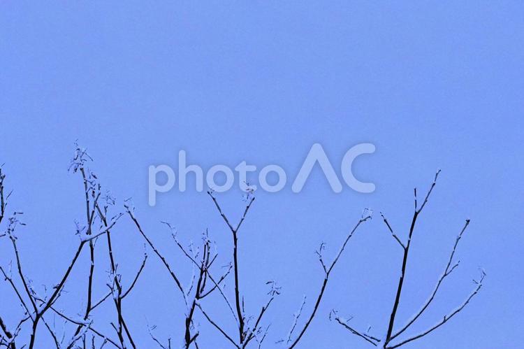 樹木と雪　12156 樹木,雪,北海道の風景の写真素材