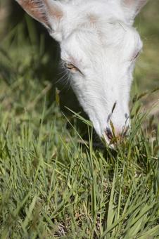 草を食べるヤギ 草を食べるヤギ ヤギ,可愛い,野原の写真素材
