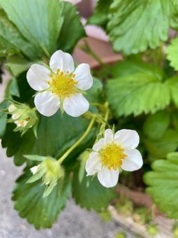 苺の花 いちご,花,白の写真素材