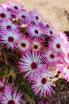 たくさんの可愛いピンクの花 たくさんの可愛いピンクの花の写真