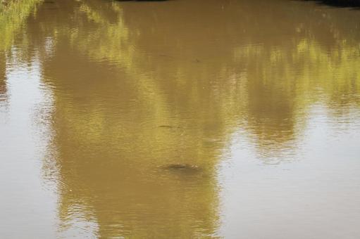 水面に映る春の木々の反射 水面,反射,木々の写真素材