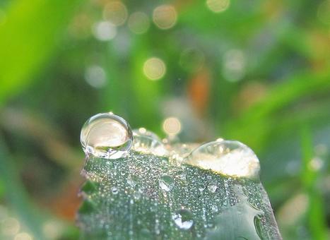 水滴と緑の葉と朝の光 水滴と緑の葉と朝の光の写真
