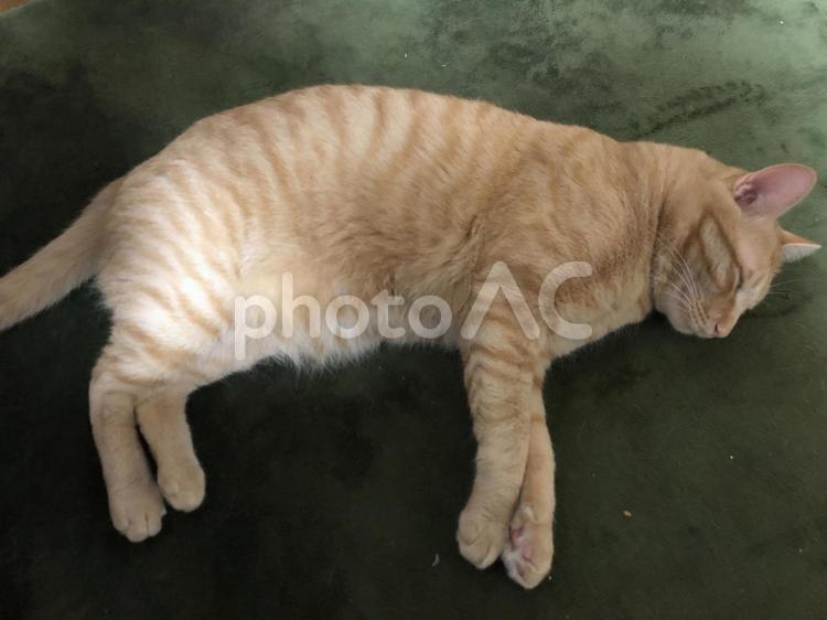 寝っ転がる猫 ネコ,ねこ,動物の写真素材