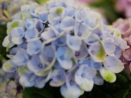 紫陽花 紫陽花の写真