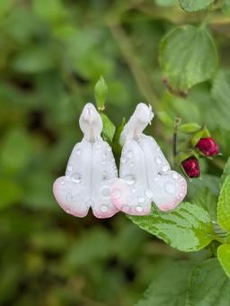 チェリーセージの花 4 チェリーセージの花 4 チェリーセージ,花,白の写真素材