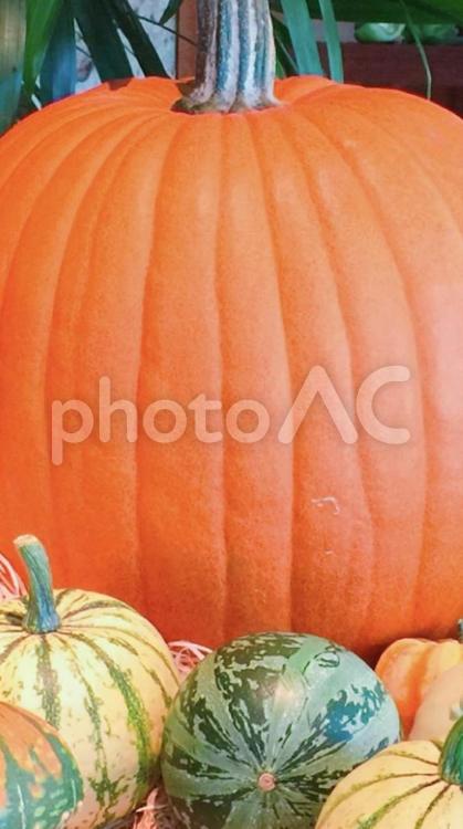 ハロウィーンのかぼちゃ ハロウィン,ハロウィーン,コピースペースの写真素材