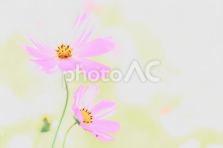 ピンク色の秋桜とふんわり背景 コスモス,花,秋桜の写真素材