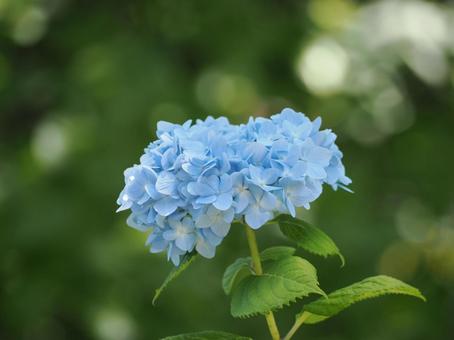紫陽花 紫陽花の写真