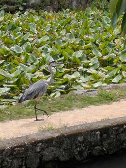 蓮の池と青サギ 蓮の池と青サギの写真