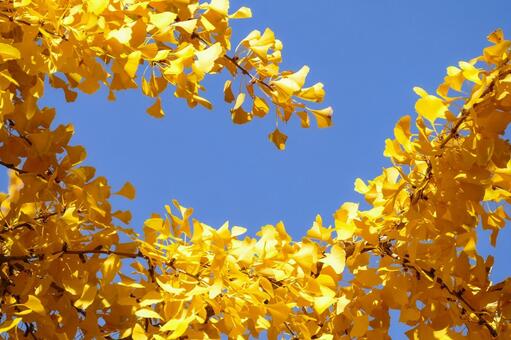 青空に映える銀杏の黄葉 イチョウ,黄葉,紅葉の写真素材