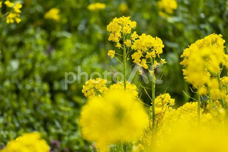 満開の菜の花畑の背景素材 春,菜の花,アブラナの写真素材