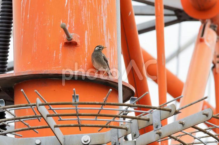 都会の ムクドリ,野鳥,フンの写真素材