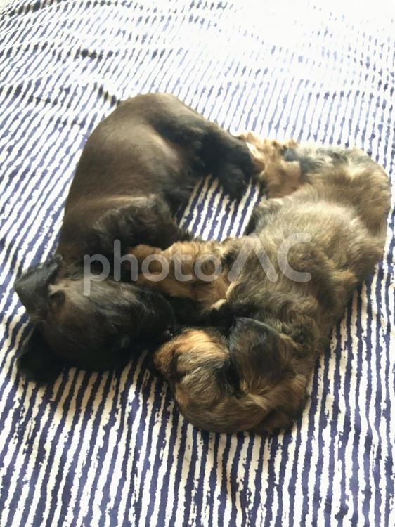 仲良く向き合ってお昼寝 ミックス,犬,ペットの写真素材