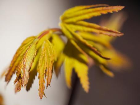 Photo, maple, young leaves, green, 