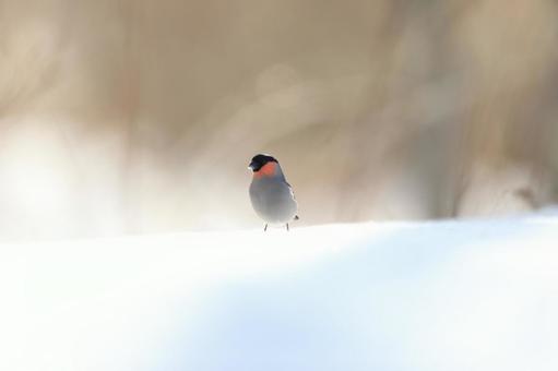 ウソ ウソの写真