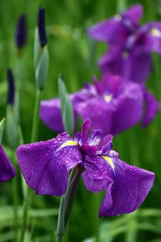 Pass the incense of Edo to now, JPG Pass the incense of Edo to now, plant, flower, iris, JPG