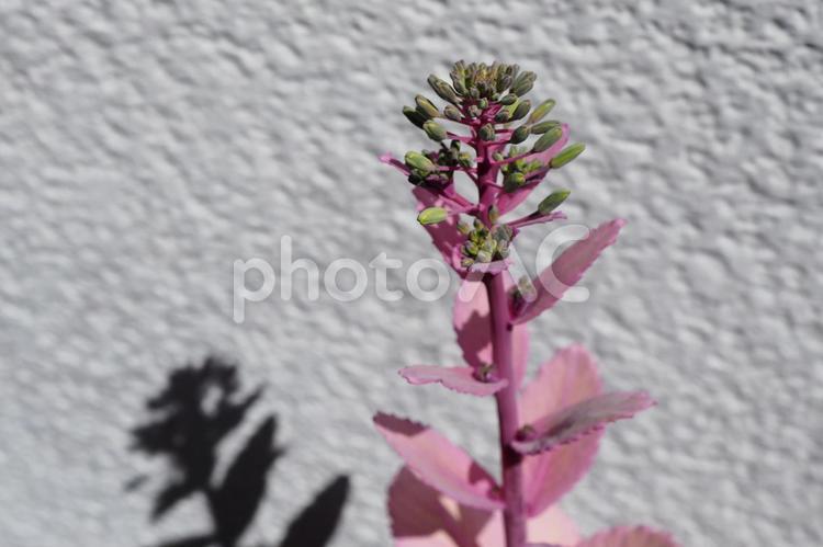 我が家の葉牡丹が咲いた 花,葉牡丹,植物の写真素材