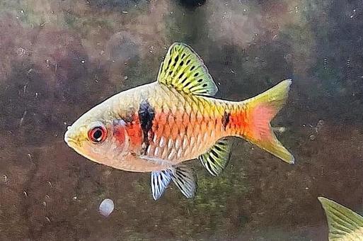 オデッサバルブ 熱帯魚 オデッサバルブ 熱帯魚 魚,アクアリウム,水槽の写真素材