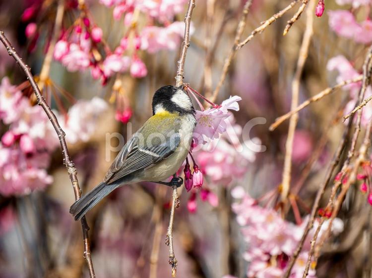 桜にとまるシジュウカラ シジュウカラ,野鳥,鳥の写真素材