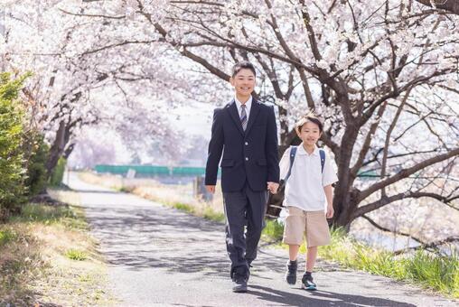 桜の咲く道を笑顔で歩く小学生と中学生 制服,ランドセル,登校の写真素材