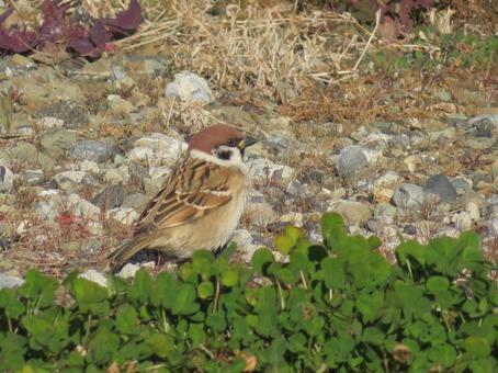 クローバーとスズメ クローバーとスズメの写真