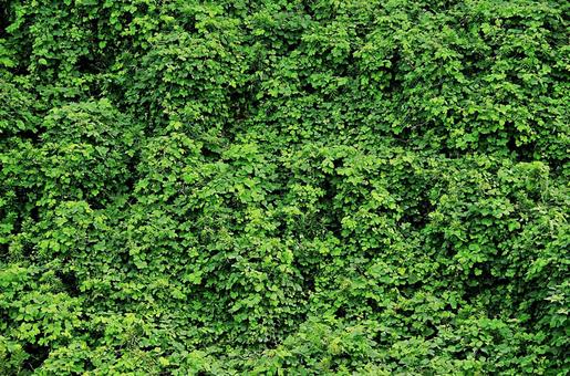 Photo, kudzu, ge, rebe, 