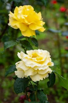Early Summer Roses ⑸, JPG