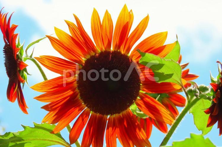 夏イメージひまわりの花 ひまわり,向日葵,花の写真素材