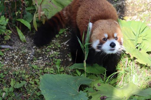 上目遣いが可愛いレッサーパンダ 上目遣いが可愛いレッサーパンダの写真