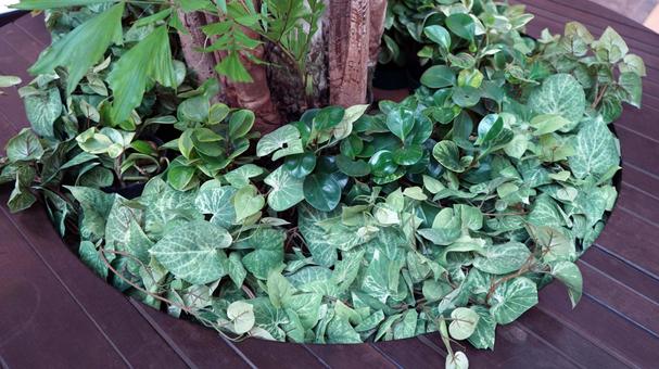 観葉植物1 屋外設置 観葉植物1 屋外設置の写真