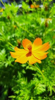 夏を抱きしめる花畑の写真