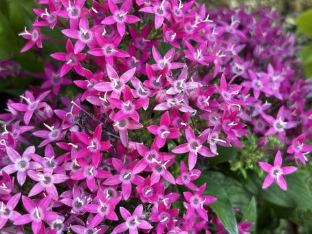 紫の花 紫の花の写真
