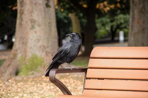 Photo, krähen, natürlich, bench, 