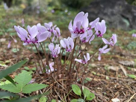 原種シクラメン シクラメン,原種シクラメン,フェデリフォリウムの写真素材