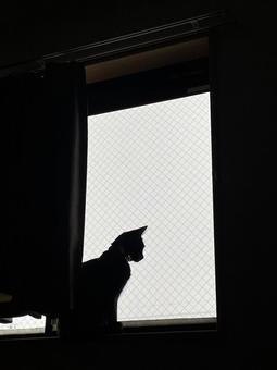 Silhouette of a cat looking out the window, JPG