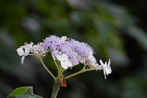 タマアジサイ タマアジサイ タマアジサイ,花,植物の写真素材