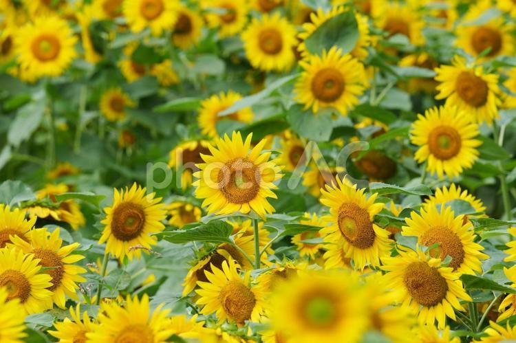 夏のひまわり畑 ひまわり,ヒマワリ,フラワーの写真素材