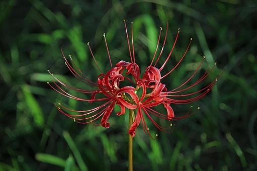 曼殊沙華の写真