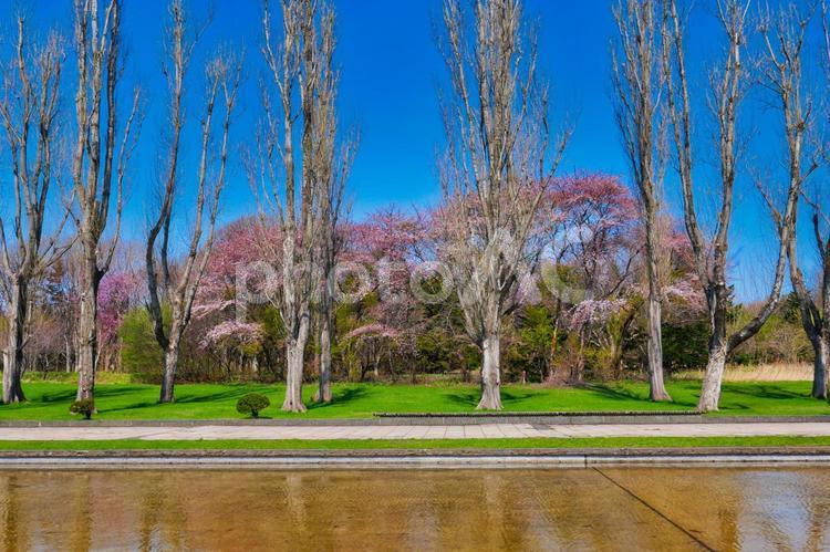 春の前田森林公園 春,前田森林公園,カナールの写真素材