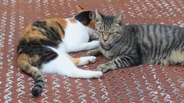 ラブラブでもふもふな可愛い三毛猫たち 三毛猫,猫,キジトラの写真素材