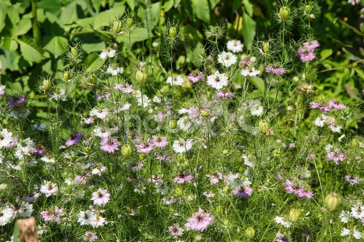 可愛く咲くコスモス風の花 花,植物,自然の写真素材