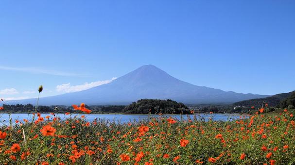 キバナコスモスと富士山 キバナコスモスと富士山 キバナコスモス,初秋,富士山の写真素材