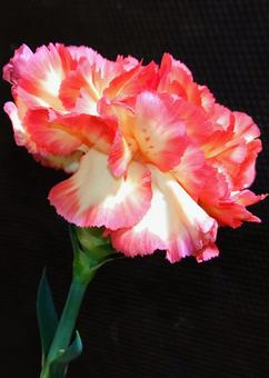 カーネーション　 花,植物,プレゼントの写真素材