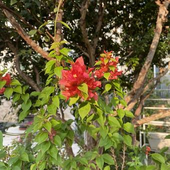 赤い花 赤い花の写真