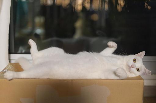 白猫の開き、横から 白猫の開き、横からの写真