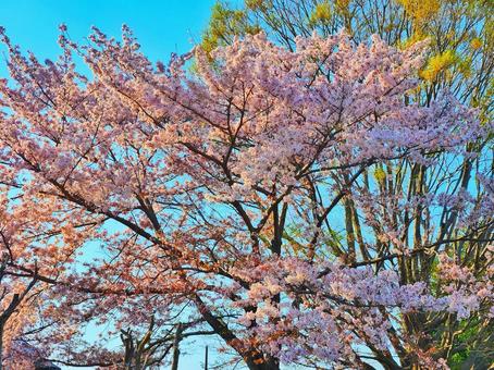 桜 2023 桜 2023の写真