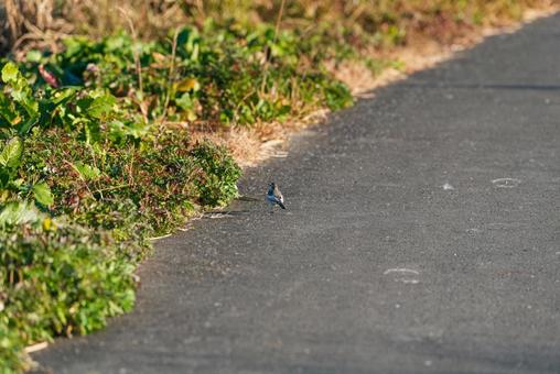 歩道を悠々と歩くハクセキレイの若鳥 ハクセキレイ,セキレイ科,若鳥の写真素材