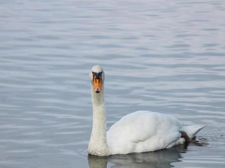 池に飛来した白鳥 池に飛来した白鳥の写真