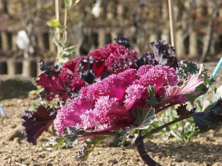 ハボタン・葉牡丹　咲く風景の写真