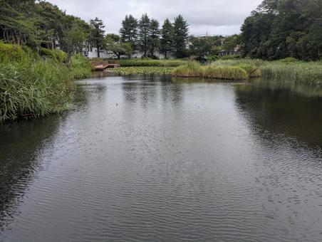 Water lilies in Moegino, Aoba Ward, Yokohama City, just after the summer heat, JPG